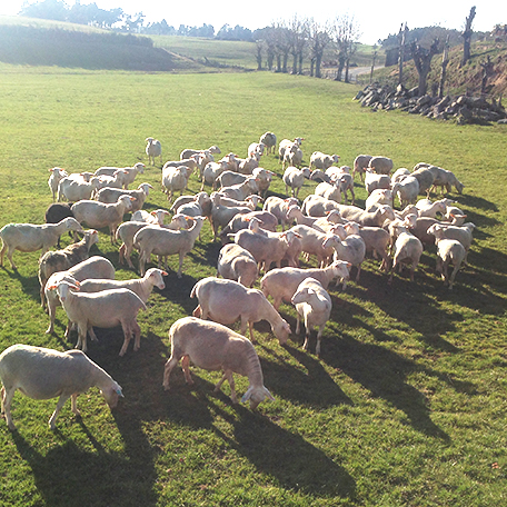 Actualités de la ferme