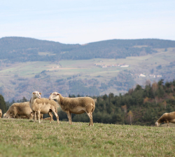 Animaux